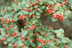 IRGA POZIOMA C3  (Cotoneaster horizontalis) 10577
