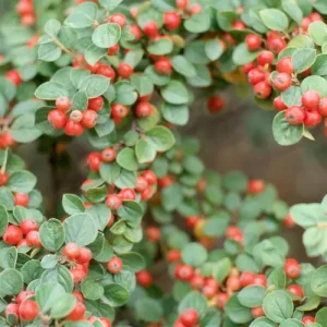 IRGA POZIOMA C3  (Cotoneaster horizontalis) 10577