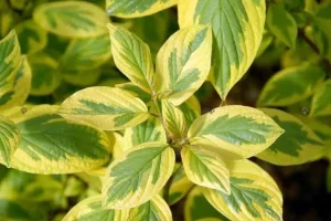DEREŃ BIAŁY C3  (Cornus alba "Spaethii") 10533