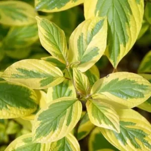 DEREŃ BIAŁY C3  (Cornus alba "Spaethii") 10533
