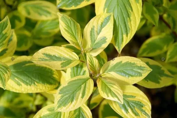 DEREŃ BIAŁY C3  (Cornus alba "Spaethii") 10533