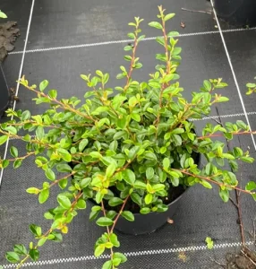IRGA SZWEDZKA C3  (Cotoneaster suecicus "Coral Beauty") 10199