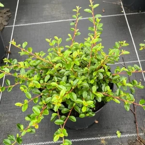 IRGA SZWEDZKA C3  (Cotoneaster suecicus "Coral Beauty") 10199