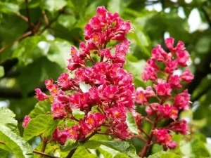 KASZTANOWIEC CZERWONY C5  (Aesculus xcarnea "Briotii") 10984
