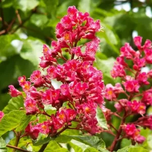 KASZTANOWIEC CZERWONY C5  (Aesculus xcarnea "Briotii") 10984