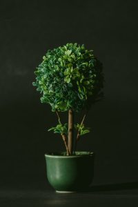 RUNIANKA JAPOŃSKA C3 (Pachysandra terminalis) 10826