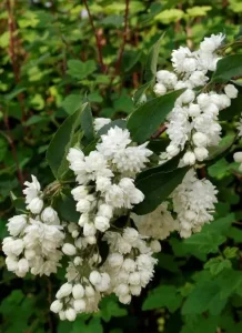 Żylistek C3 (Deutzia x magnifica) 10311