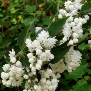 Żylistek C3 (Deutzia x magnifica) 10311