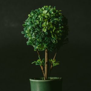 SOSNA KOSODRZEWINA C7,5 (Pinus mugo "Picobello") KOD 11000