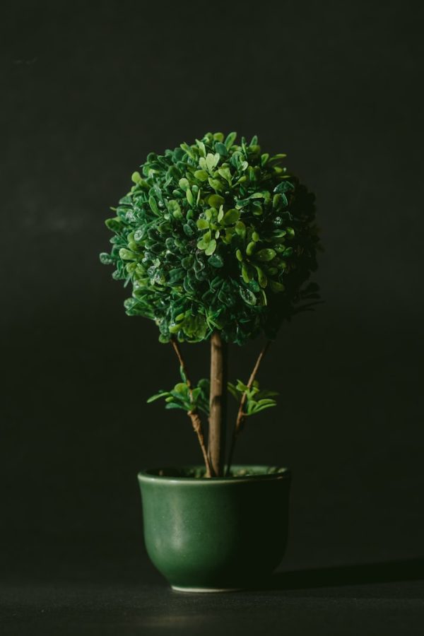 SOSNA KOSODRZEWINA C7,5 (Pinus mugo "Gnom") KOD 11000
